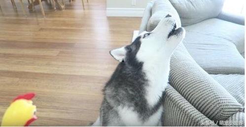 网红二哈最新爆料,揭秘娱乐圈背后的惊人真相！